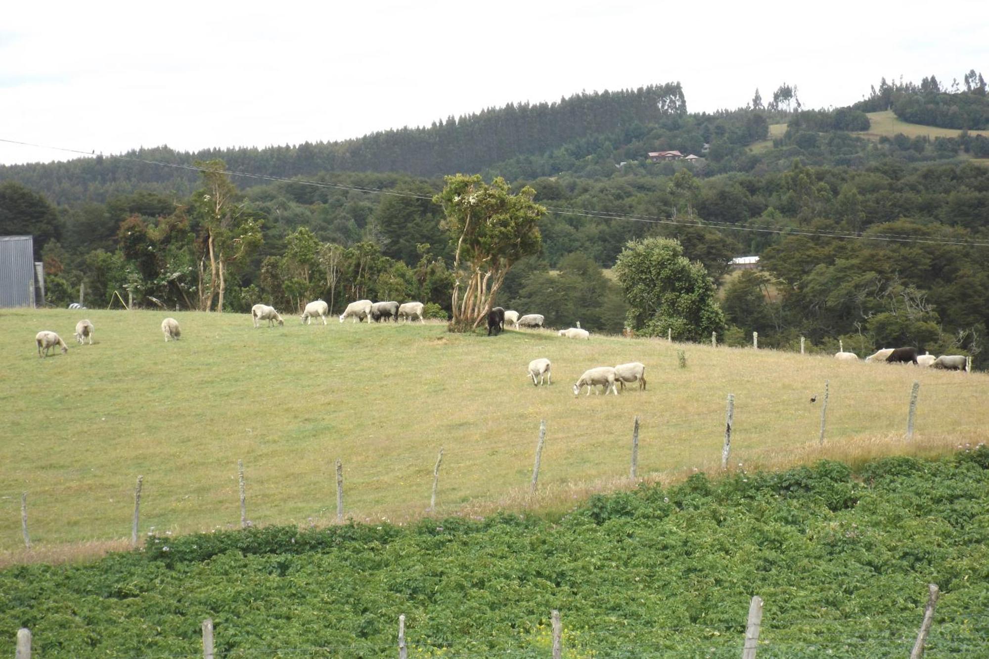 Affittacamere Karukinka Chonchi Esterno foto